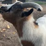 goat at the Bürgerpark in Berlin-Pankow